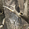 AR-15 Nature Lifeless Woods Camo Gun Skin Vinyl Wrap