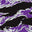 Vietnam Tiger Stripe Purple Tiger