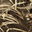 Realtree Nature MAX-4