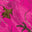 Realtree XTRA Colors Magenta