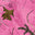 Realtree XTRA Colors Pink