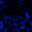 Skull Blue