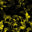 Skull Yellow